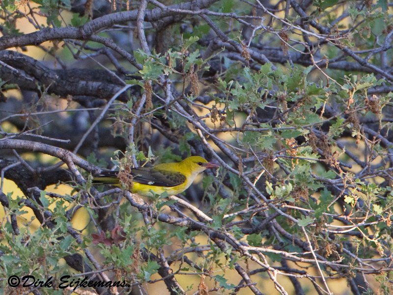 Vroege Vogelwandeling